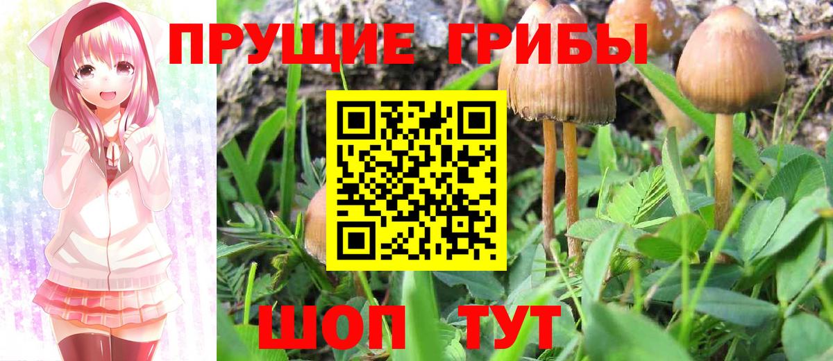Псилоцибиновые грибы Cubensis  Вход с VPN  Рязань 